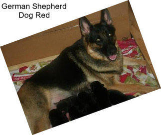 German Shepherd Dog Red