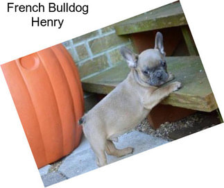 French Bulldog Henry