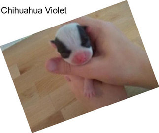 Chihuahua Violet