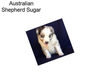 Australian Shepherd Sugar