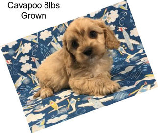 Cavapoo 8lbs Grown