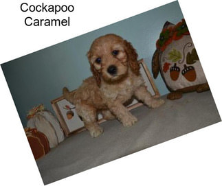 Cockapoo Caramel