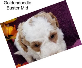 Goldendoodle Buster Mid