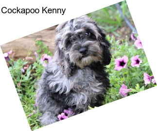 Cockapoo Kenny