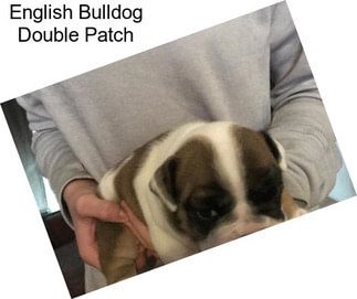 English Bulldog Double Patch