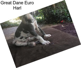 Great Dane Euro Harl