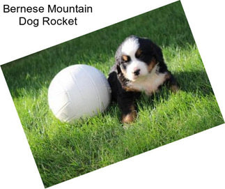 Bernese Mountain Dog Rocket