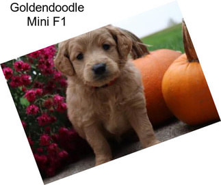 Goldendoodle Mini F1