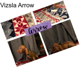 Vizsla Arrow