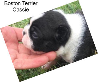 Boston Terrier Cassie