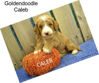 Goldendoodle Caleb