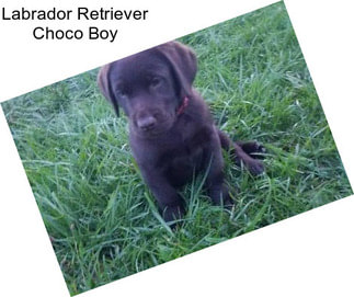 Labrador Retriever Choco Boy