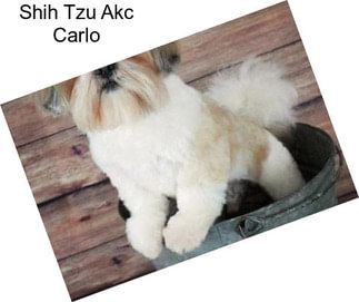 Shih Tzu Akc Carlo