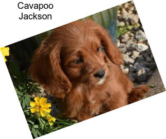 Cavapoo Jackson