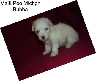 Malti Poo Michgn Bubba