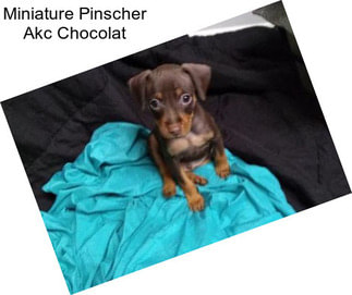 Miniature Pinscher Akc Chocolat