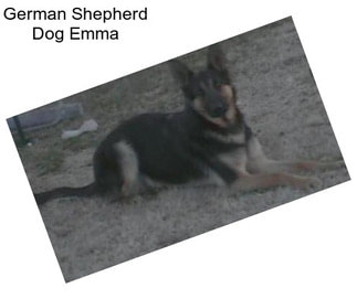 German Shepherd Dog Emma