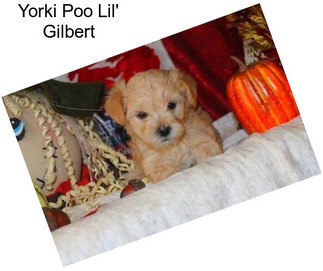 Yorki Poo Lil\' Gilbert