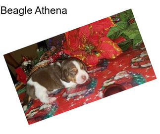 Beagle Athena