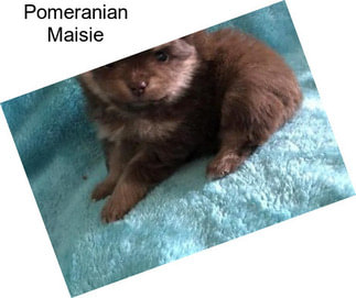 Pomeranian Maisie