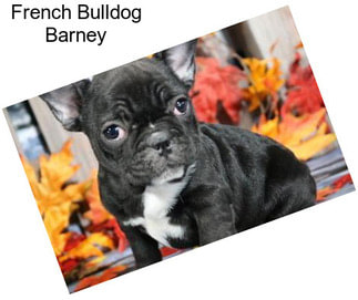 French Bulldog Barney