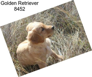 Golden Retriever 8452