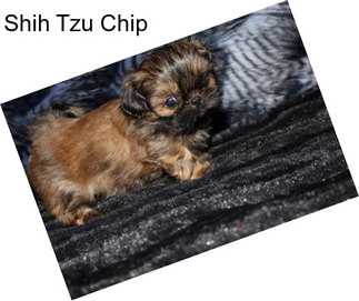 Shih Tzu Chip