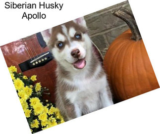 Siberian Husky Apollo