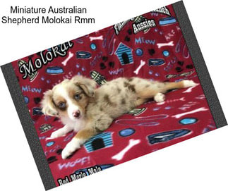 Miniature Australian Shepherd Molokai Rmm