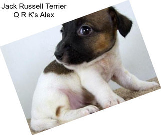 Jack Russell Terrier Q R K\'s Alex