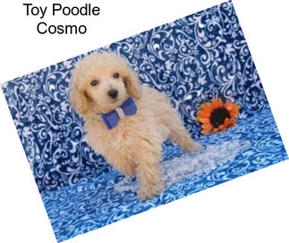 Toy Poodle Cosmo