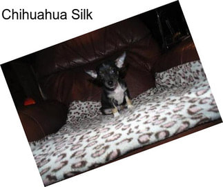 Chihuahua Silk