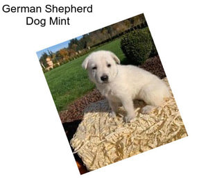 German Shepherd Dog Mint