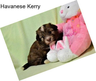 Havanese Kerry