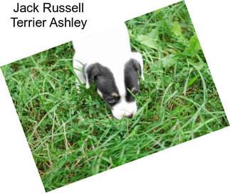 Jack Russell Terrier Ashley