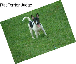 Rat Terrier Judge