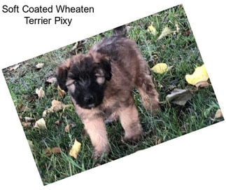 Soft Coated Wheaten Terrier Pixy