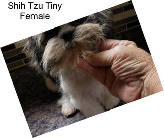 Shih Tzu Tiny Female