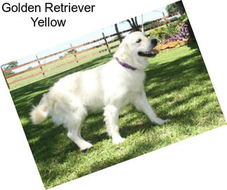 Golden Retriever Yellow