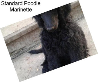 Standard Poodle Marinette