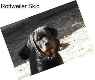 Rottweiler Skip