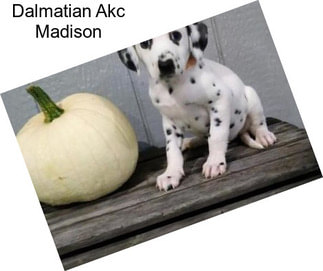 Dalmatian Akc Madison