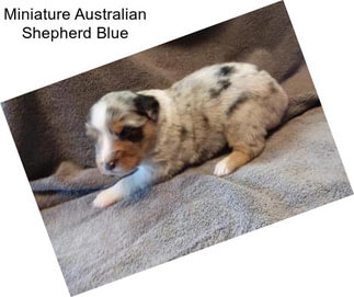 Miniature Australian Shepherd Blue