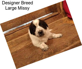 Designer Breed Large Missy