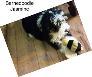 Bernedoodle Jasmine