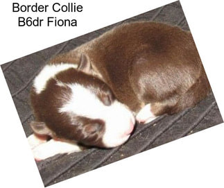 Border Collie B6dr Fiona