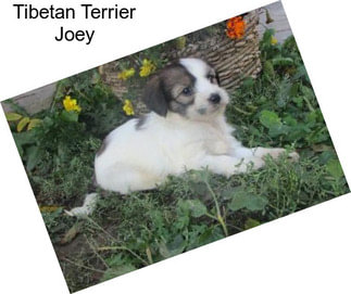 Tibetan Terrier Joey