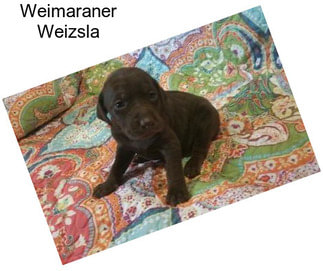 Weimaraner Weizsla