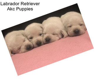 Labrador Retriever Akc Puppies