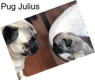 Pug Julius